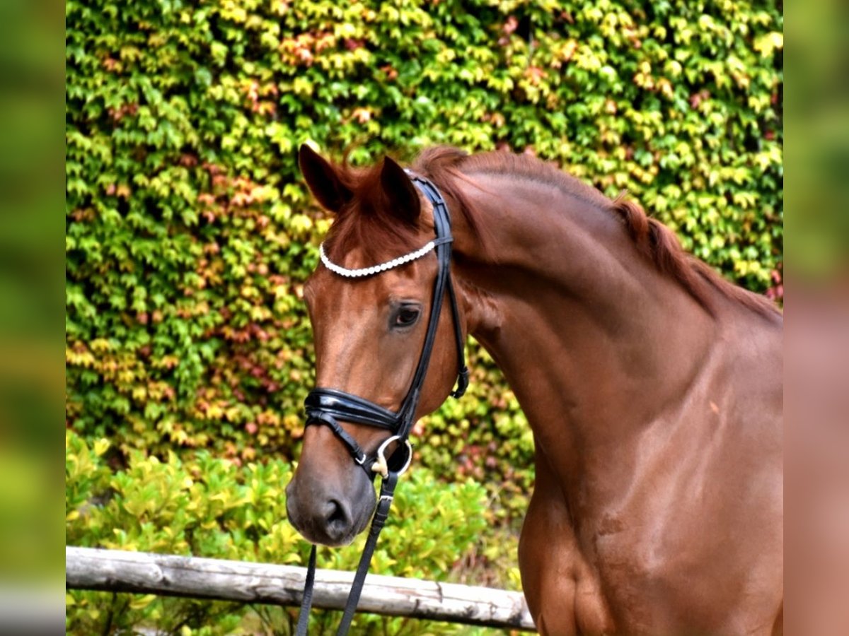 Belgisches Warmblut Wallach 5 Jahre 173 cm Dunkelfuchs in Neuss
