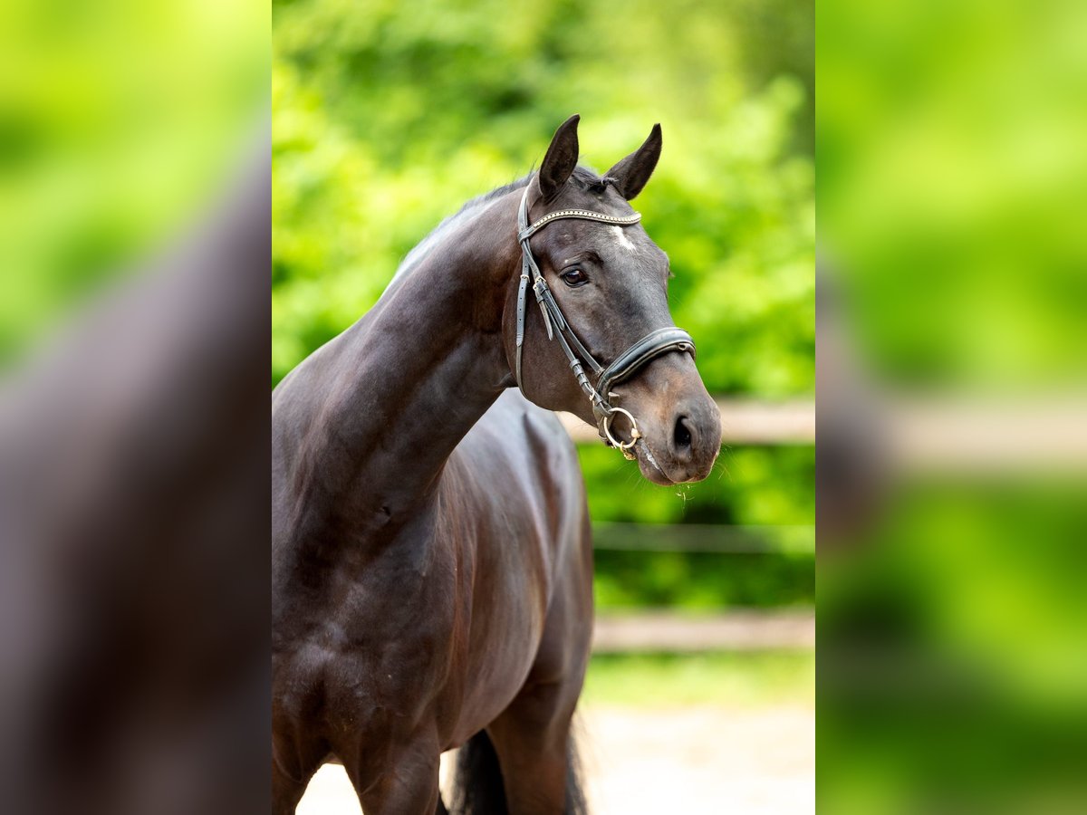 Belgisches Warmblut Wallach 5 Jahre 175 cm Schwarzbrauner in Pelt