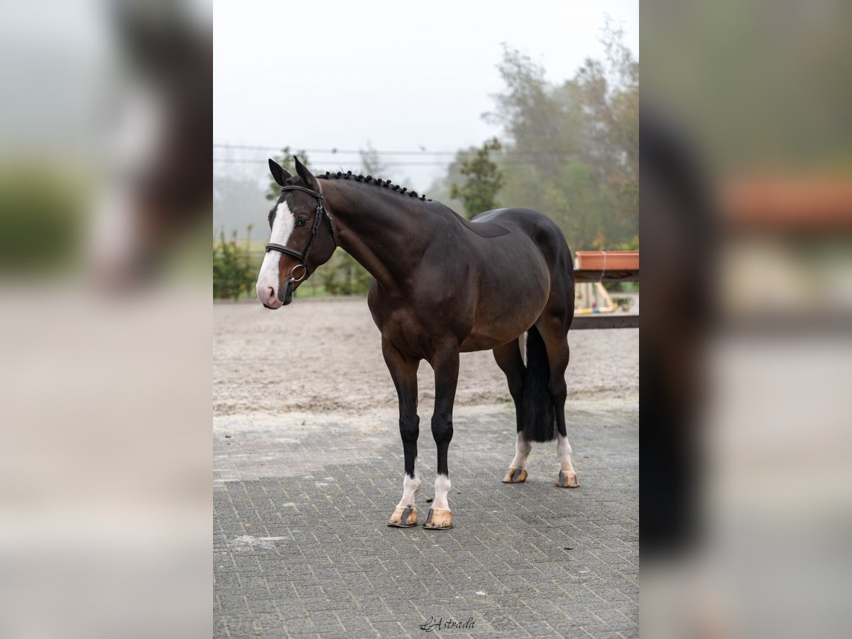 Belgisches Warmblut Wallach 5 Jahre Dunkelbrauner in Bladel