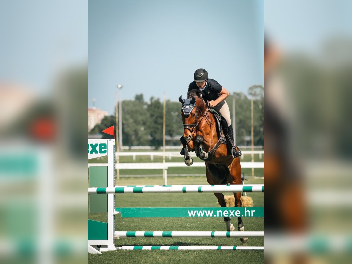 Belgisches Warmblut Wallach 6 Jahre 163 cm Brauner in Ljubljana Belgisches Warmblut Wallach 6 Jahre 163 cm Brauner in Ljubljana