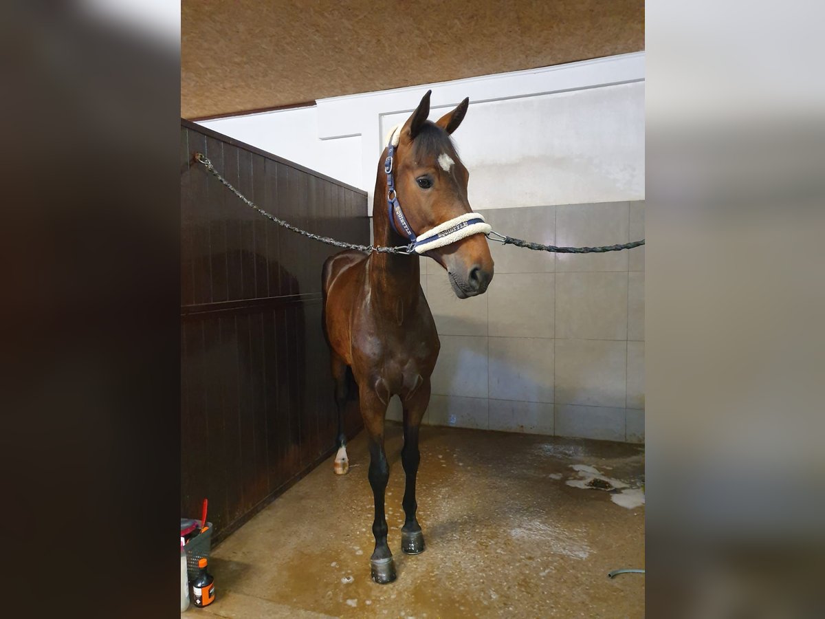 Belgisches Warmblut Wallach 6 Jahre 170 cm Dunkelbrauner in Glasgow