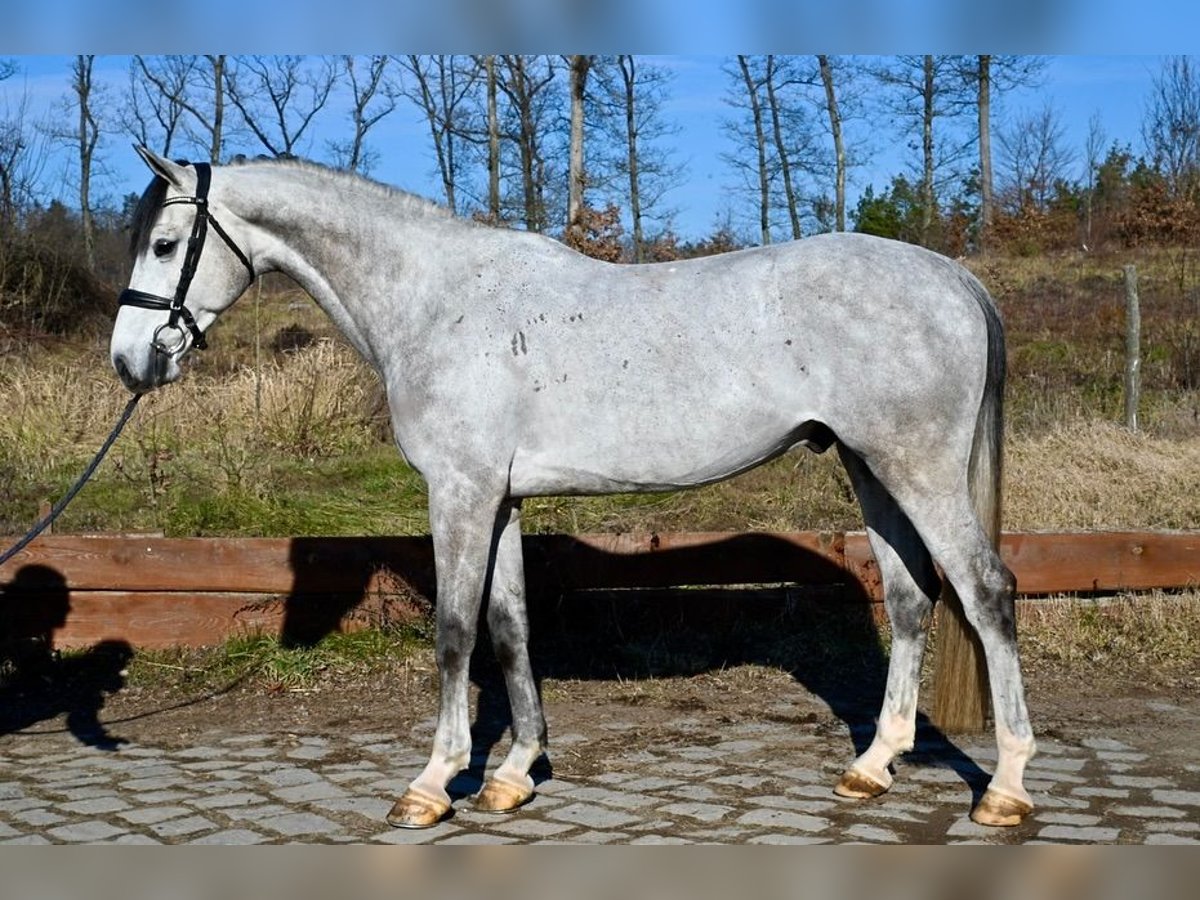 Belgisches Warmblut Wallach 6 Jahre 170 cm Schimmel in Brno