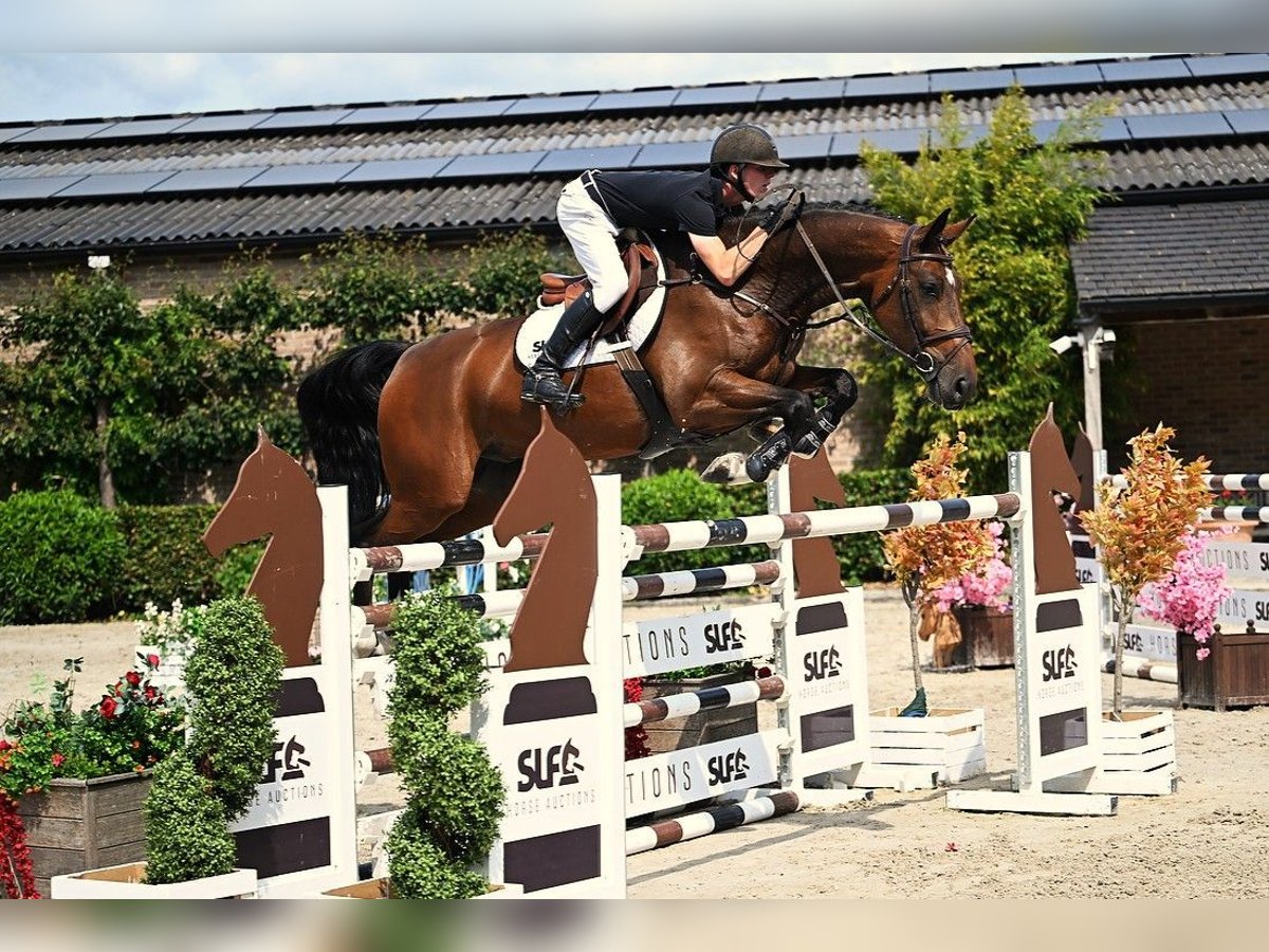 Belgisches Warmblut Wallach 6 Jahre 172 cm Brauner in Bladel
