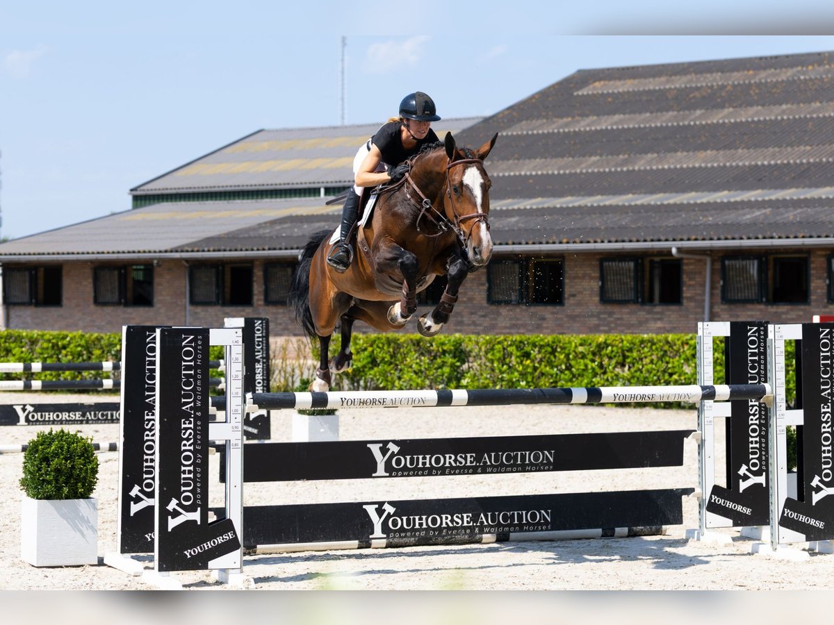Belgisches Warmblut Wallach 6 Jahre 172 cm Brauner in Waddinxveen