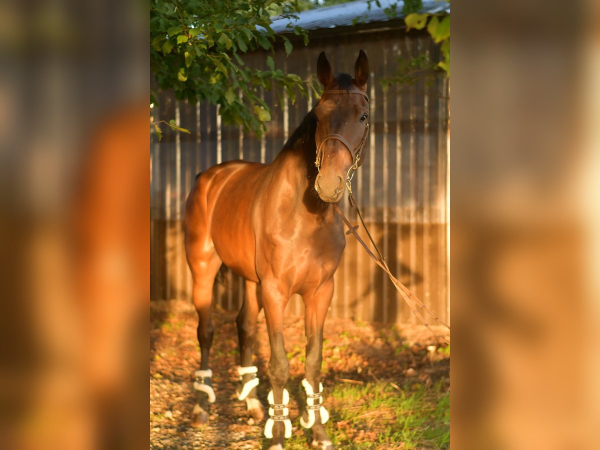Belgisches Warmblut Wallach 6 Jahre 175 cm Brauner in Geilenkirchen