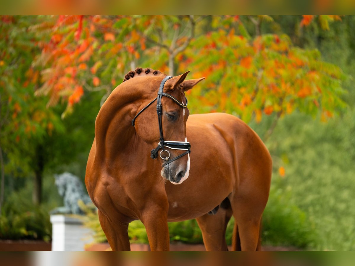 Belgisches Warmblut Wallach 6 Jahre 180 cm Dunkelfuchs in mol