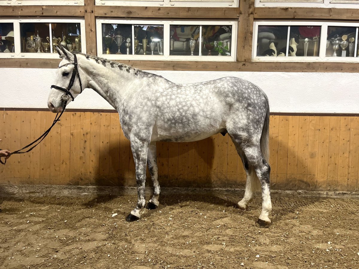 Belgisches Warmblut Wallach 6 Jahre Apfelschimmel in W&#xE4;chtersbach