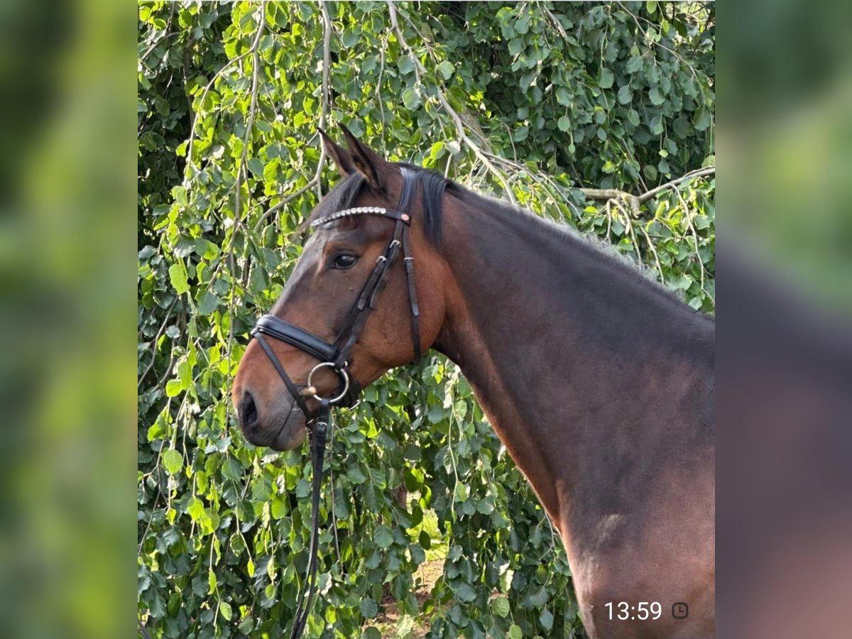 Belgisches Warmblut Wallach 7 Jahre 160 cm Brauner in Werl