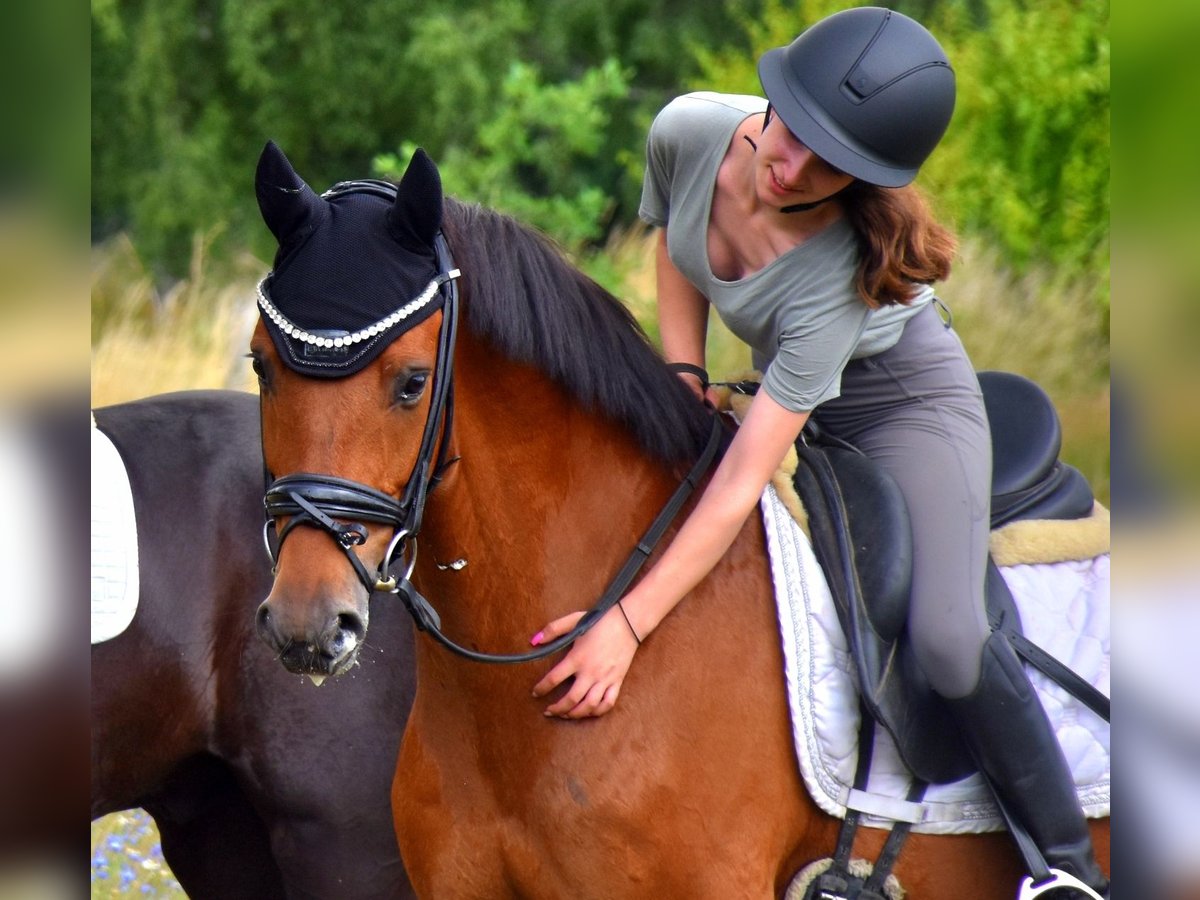 Belgisches Warmblut Wallach 7 Jahre 166 cm Brauner in Neuss