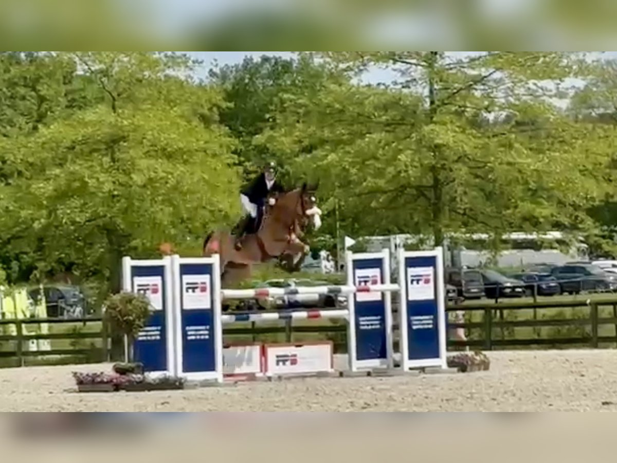 Belgisches Warmblut Wallach 7 Jahre 167 cm Brauner in Fernelmont