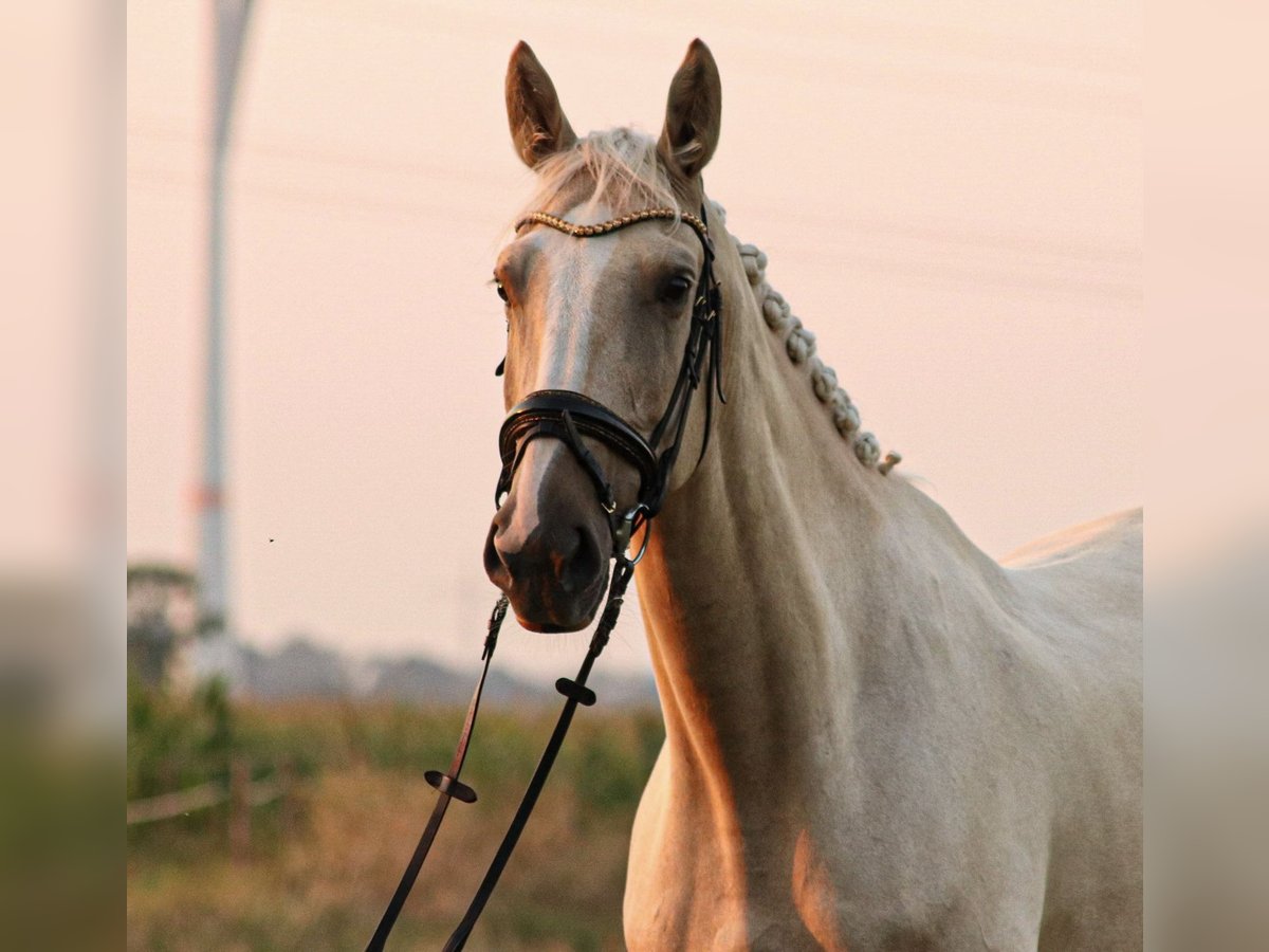 Belgisches Warmblut Wallach 7 Jahre 172 cm Palomino in Brake