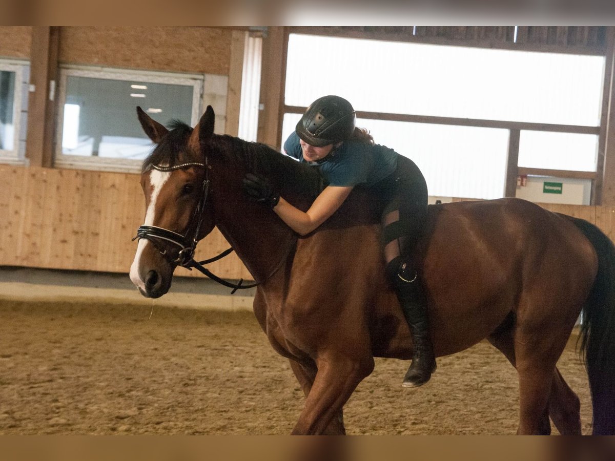 Belgisches Warmblut Wallach 7 Jahre in Weingarten