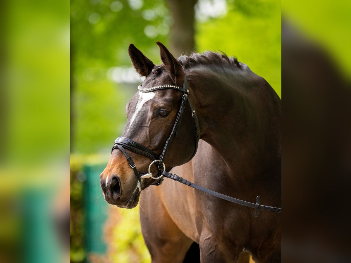 Belgisches Warmblut Wallach 8 Jahre 168 cm Dunkelbrauner in Kerpen