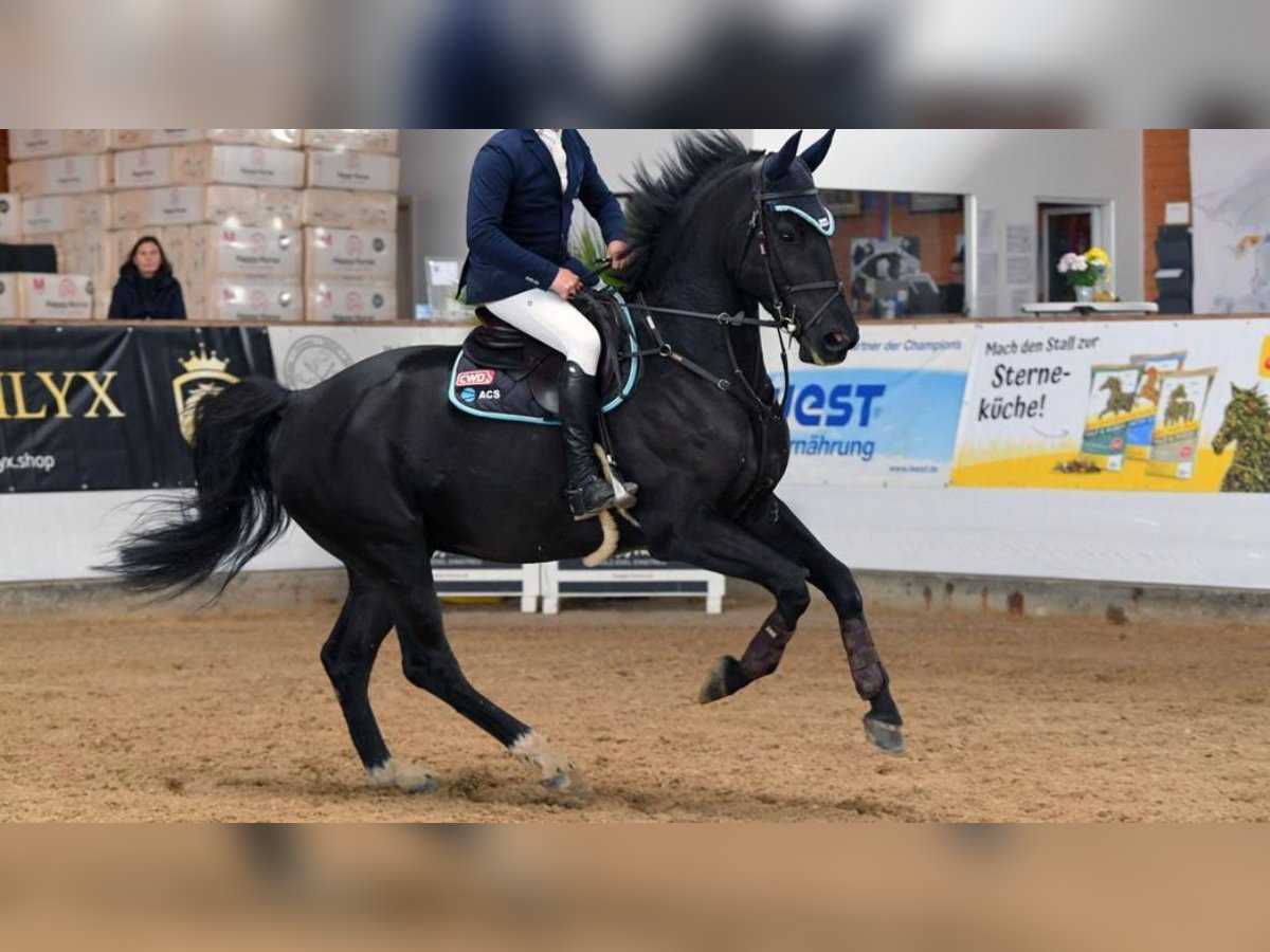Belgisches Warmblut Wallach 8 Jahre 175 cm Rappe in Gmund am Tegernsee