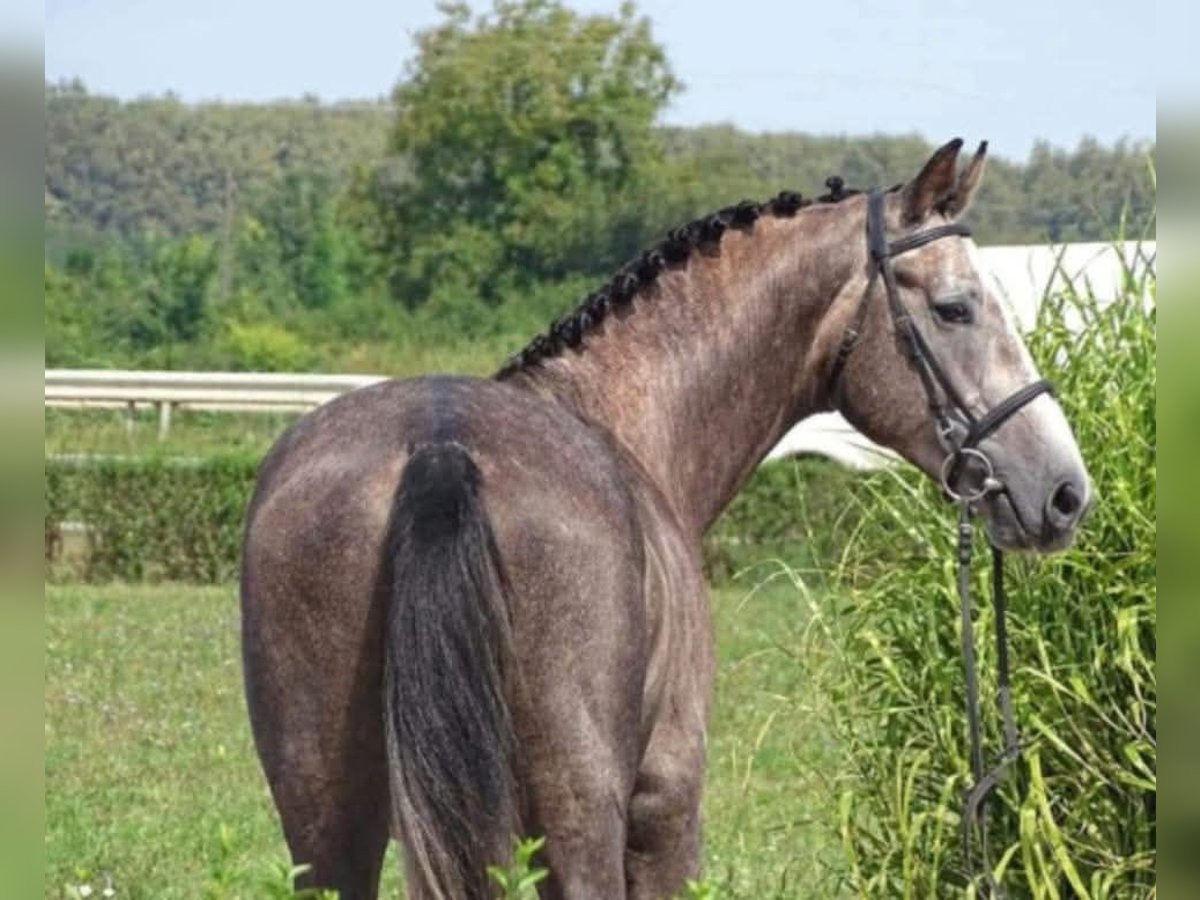 Belgisches Warmblut Wallach 8 Jahre 175 cm Schimmel in Budapest