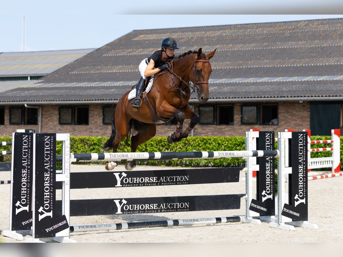 Belgisches Warmblut Wallach 8 Jahre 176 cm Brauner in Waddinxveen