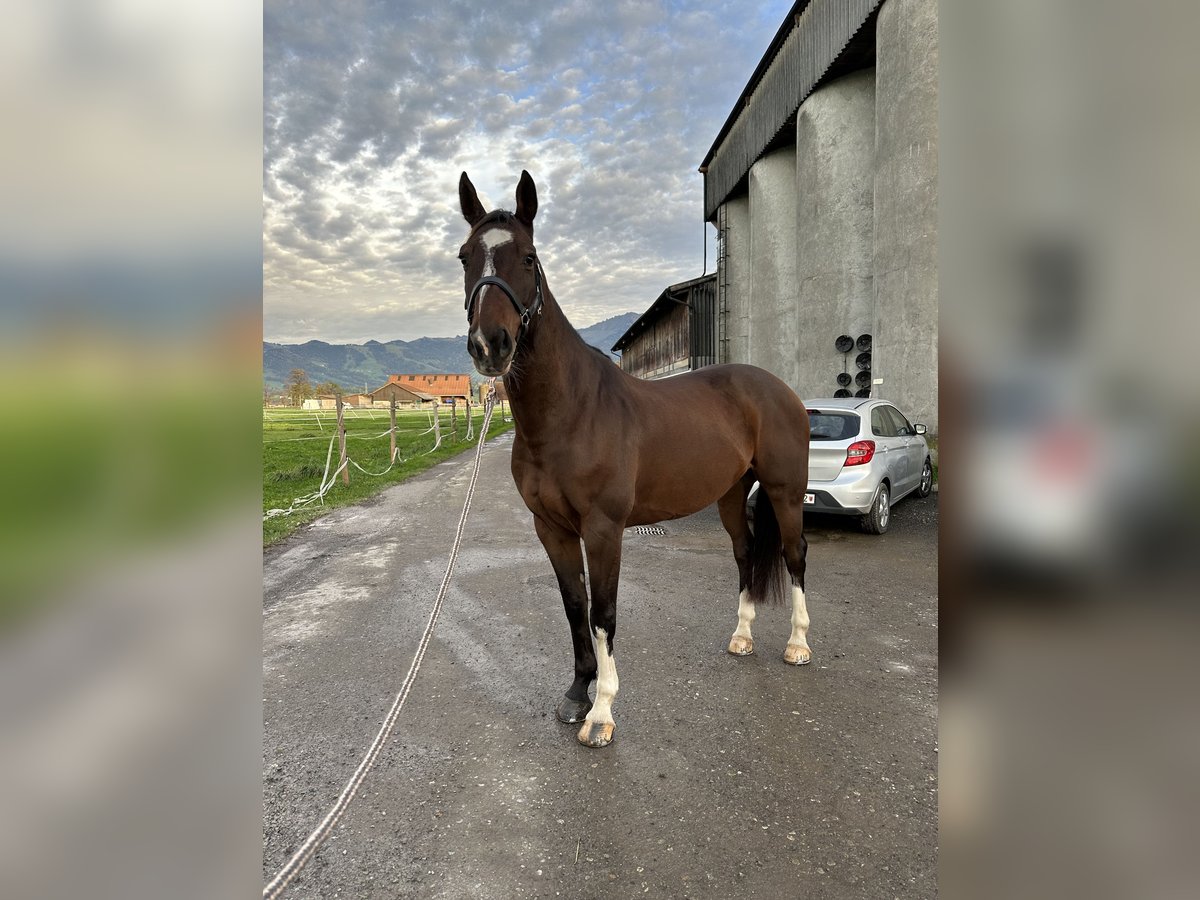 Belgisches Warmblut Wallach 9 Jahre 164 cm Brauner in Siebnen