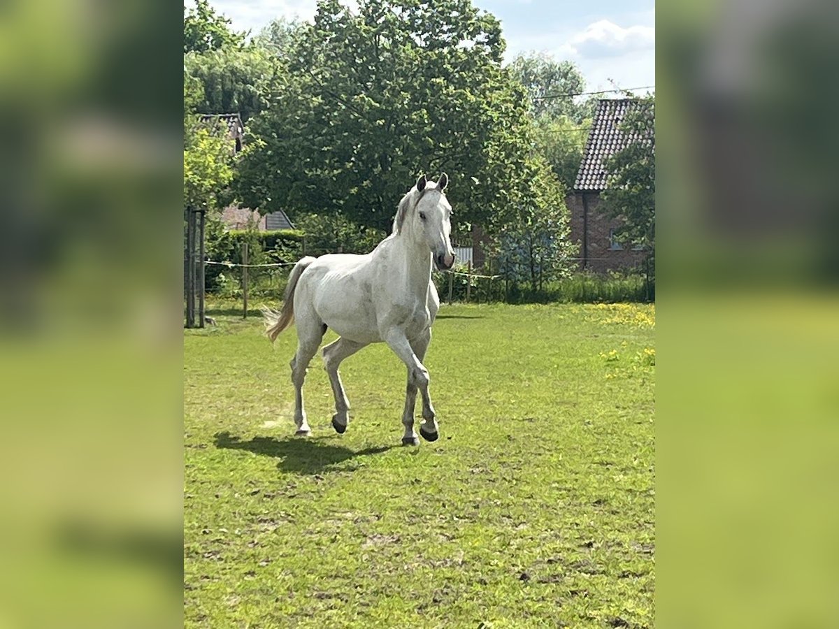 Belgisches Warmblut Wallach 9 Jahre 166 cm White in Boortmeerbeek