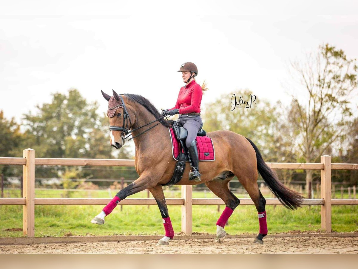 Belgisches Warmblut Wallach 9 Jahre 172 cm Brauner in Daknam