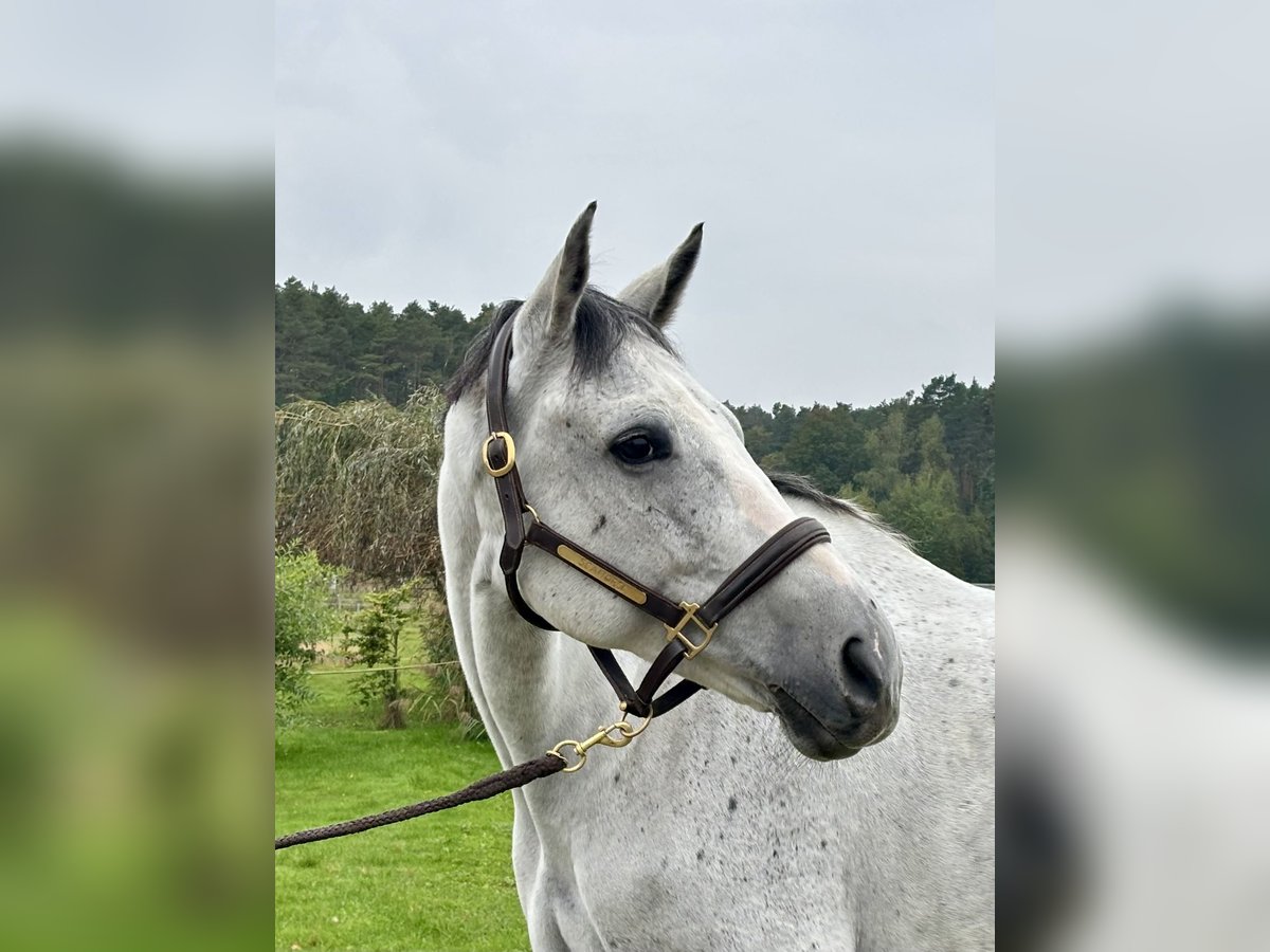 Belgisches Warmblut Wallach 9 Jahre 173 cm Schimmel in Weisendorf
