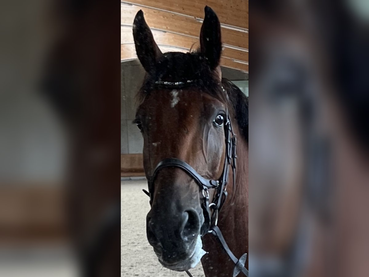 Belgisches Warmblut Wallach 9 Jahre 178 cm Brauner in Viernheim Belgisches Warmblut Wallach 9 Jahre 178 cm Brauner in Viernheim