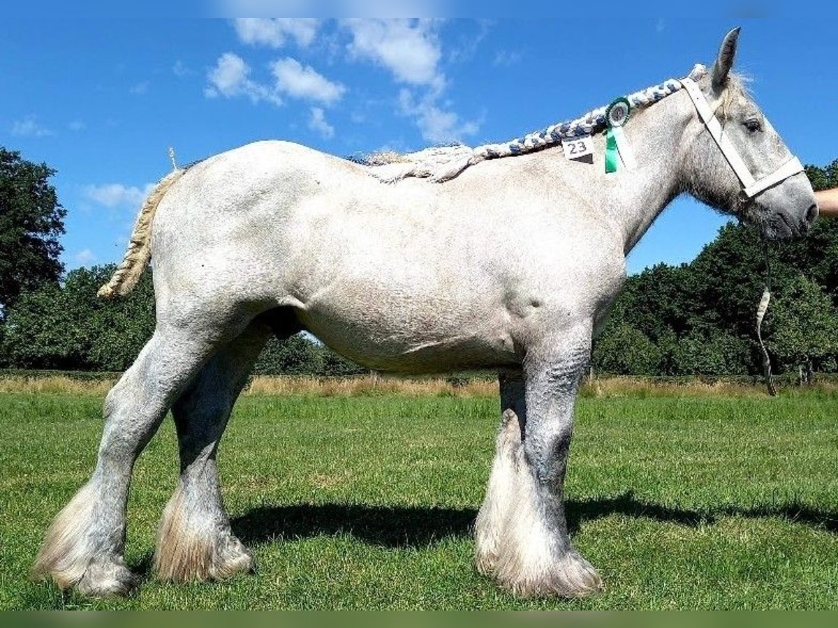 Belgisk arbetshäst Hingst 3 år 170 cm Gråskimmel in Wienrode