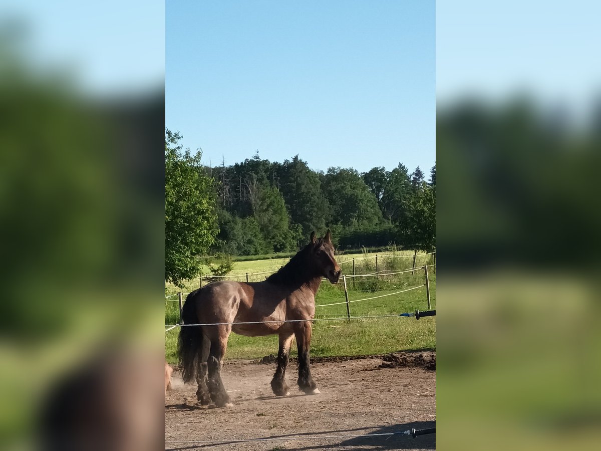 Belgisk arbetshäst Valack 4 år 160 cm Brun in RheinbachRheinbach