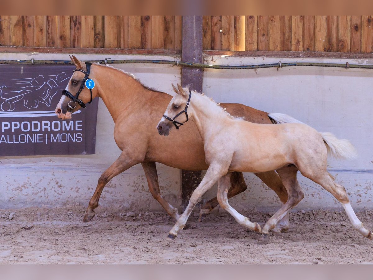 Belgisk ridponny Hingst Föl (04/2024) 147 cm Palomino in Anderlues