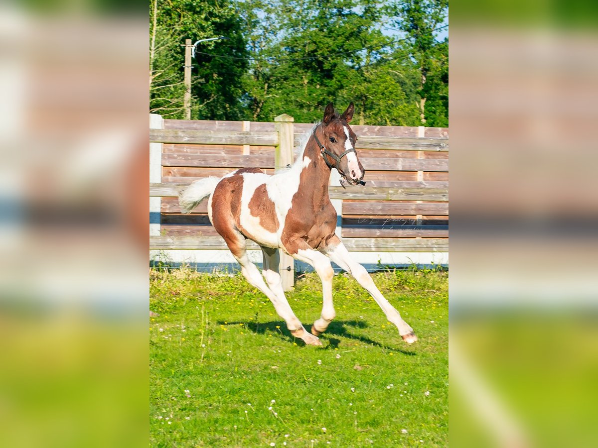 Belgisk sporthäst Hingst Föl (04/2024) Pinto in Geel