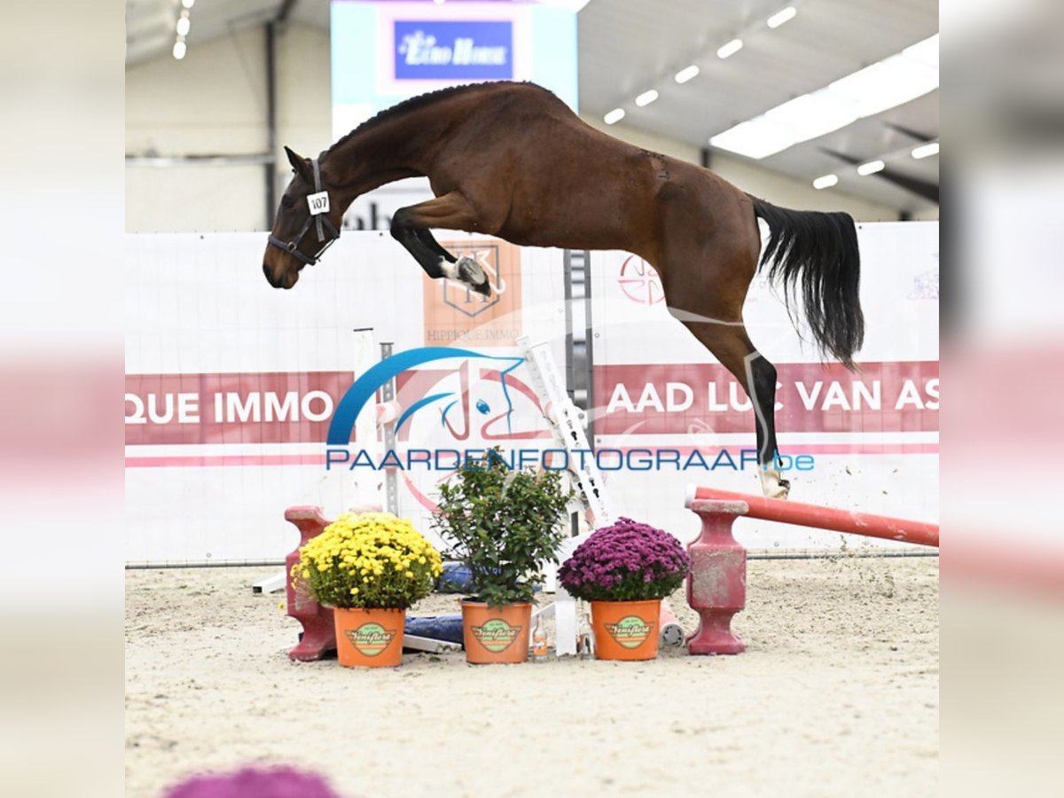 Belgisk sporthäst Sto 3 år 170 cm in Wervik