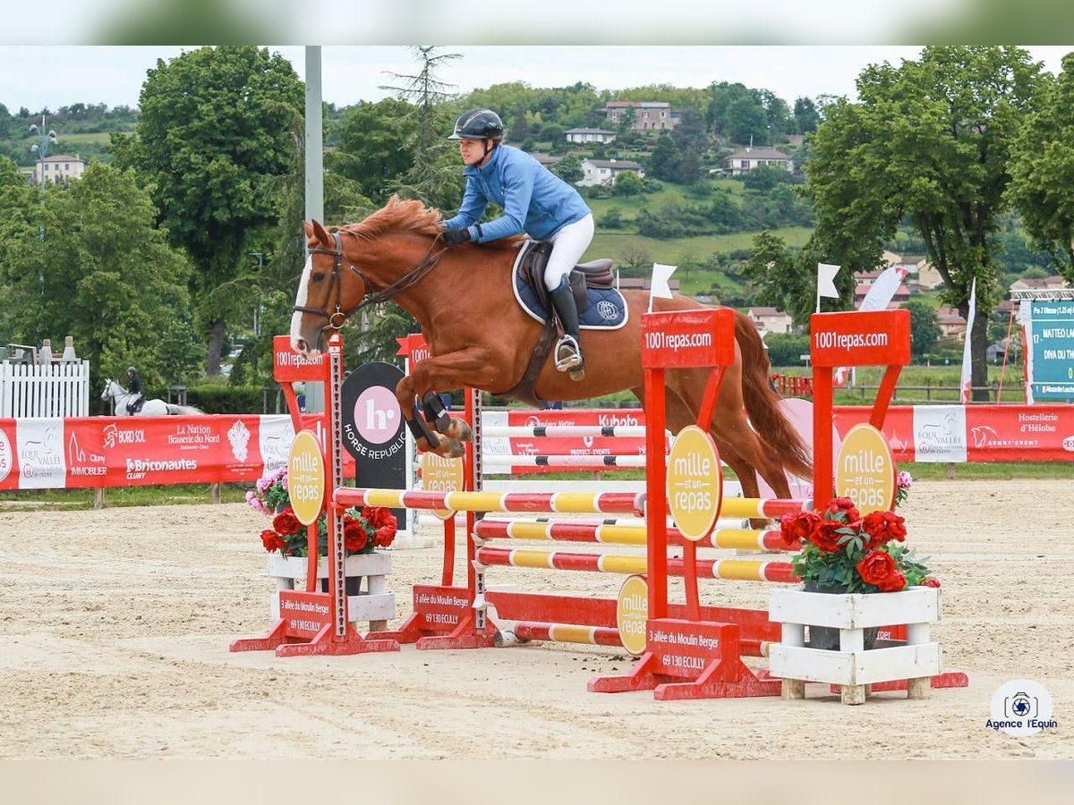 Belgisk sporthäst Sto 4 år 165 cm fux in Simard