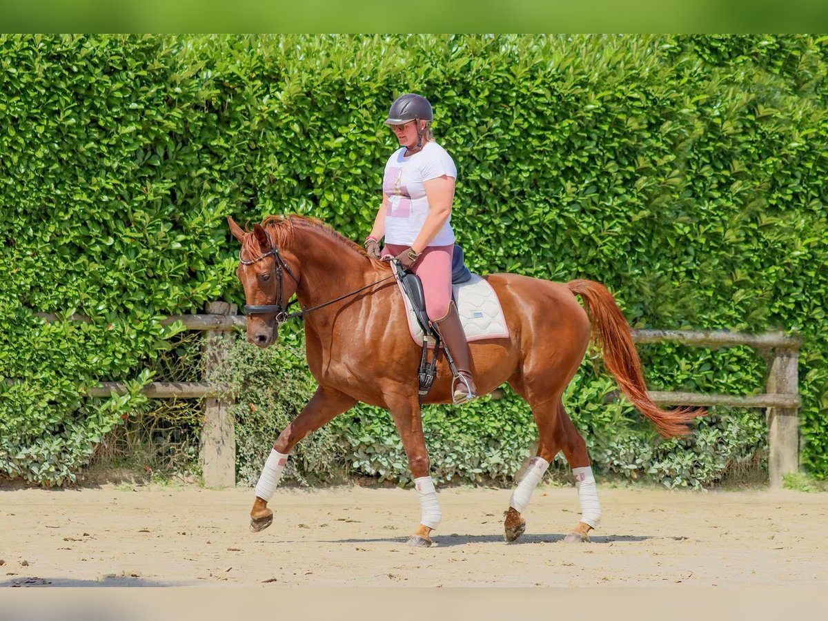 Belgisk sporthäst Sto 5 år 170 cm Fux in Vieux-Condé