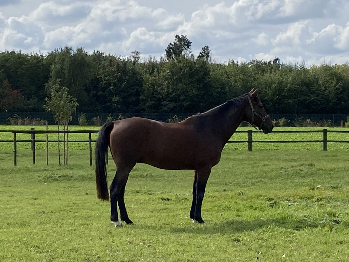 Belgisk sporthäst Valack 12 år 167 cm Brun in GochGoch