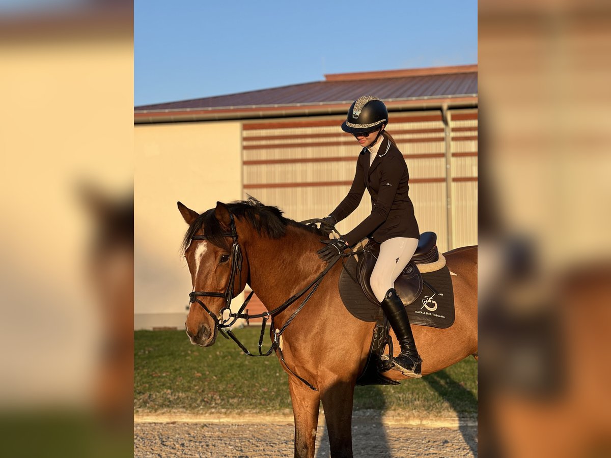 Belgisk sporthäst Valack 13 år 172 cm Ljusbrun in Neunkirchen/Saar