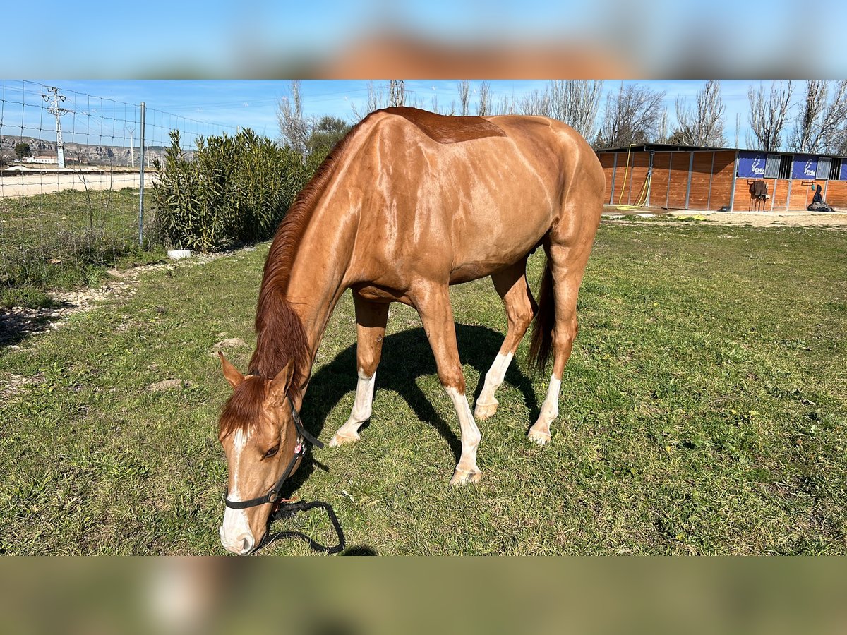 Belgisk sporthäst Valack 5 år fux in Poligono Industrial Aimayr