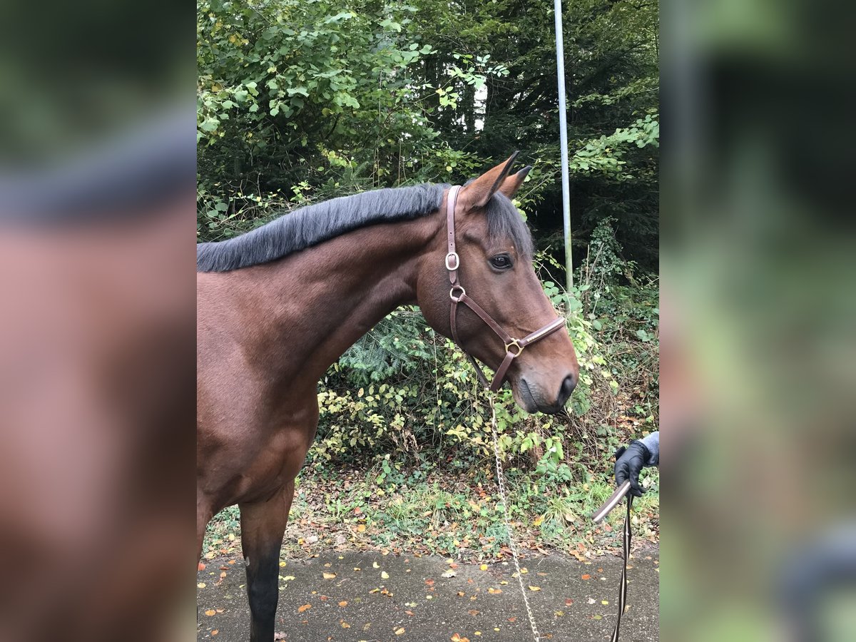 Belgisk sporthäst Valack 7 år in Murg