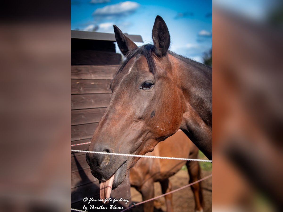 Belgisk sporthäst Valack 9 år 162 cm Brun in Pulheim