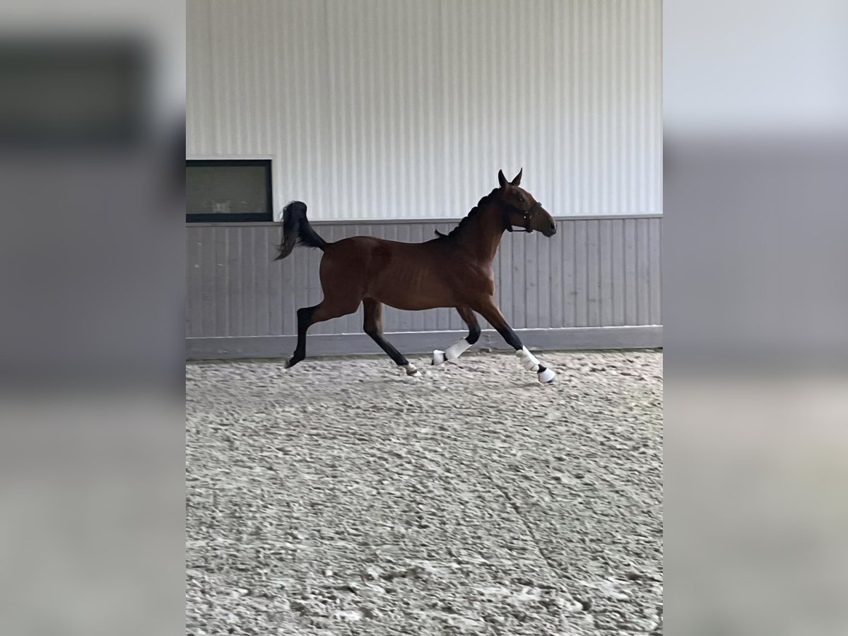 Belgiskt varmblod Hingst 1 år Ljusbrun in Kalfort