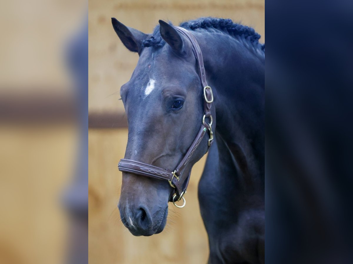 Belgiskt varmblod Hingst 3 år 175 cm Mörkbrun in Kinrooi