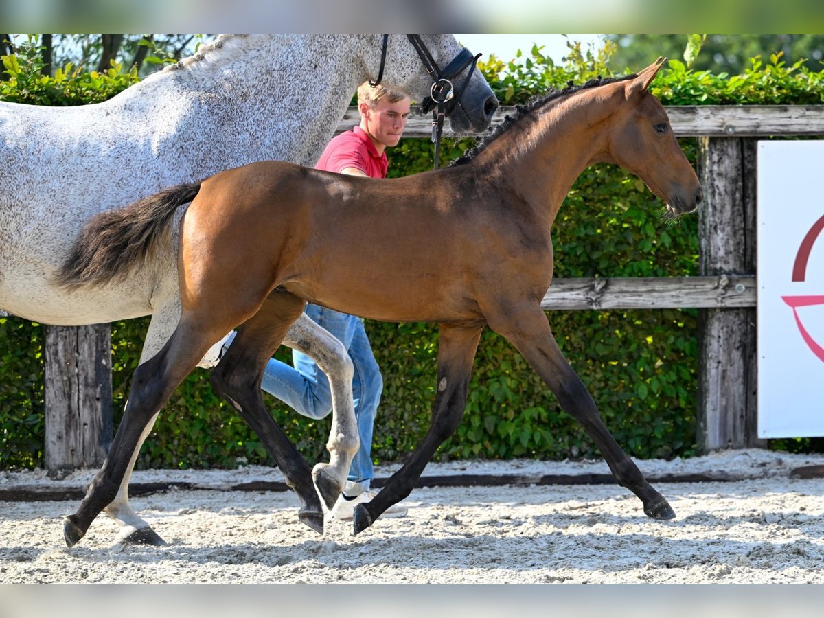 Belgiskt varmblod Hingst Föl (05/2024) Brun in Oud-Heverlee