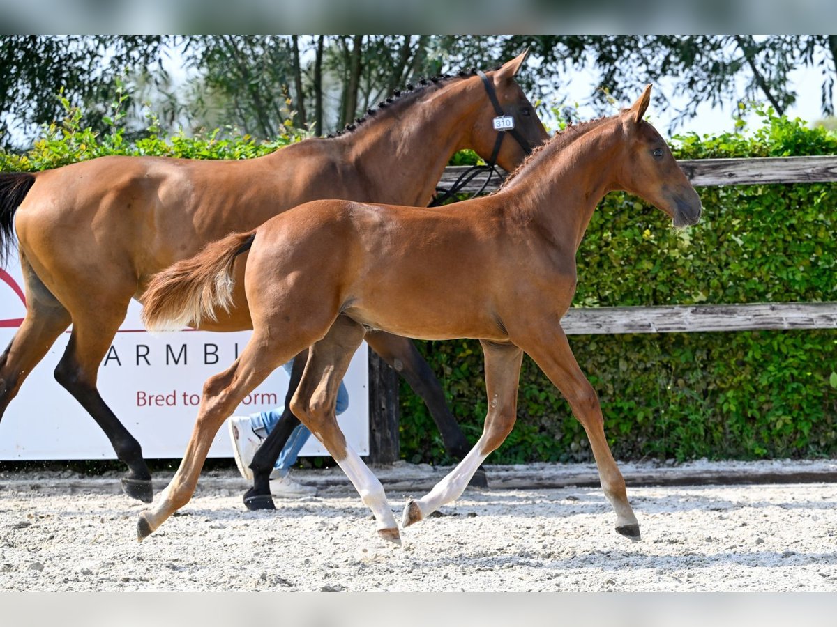 Belgiskt varmblod Hingst Föl (05/2024) Fux in Oud-Heverlee