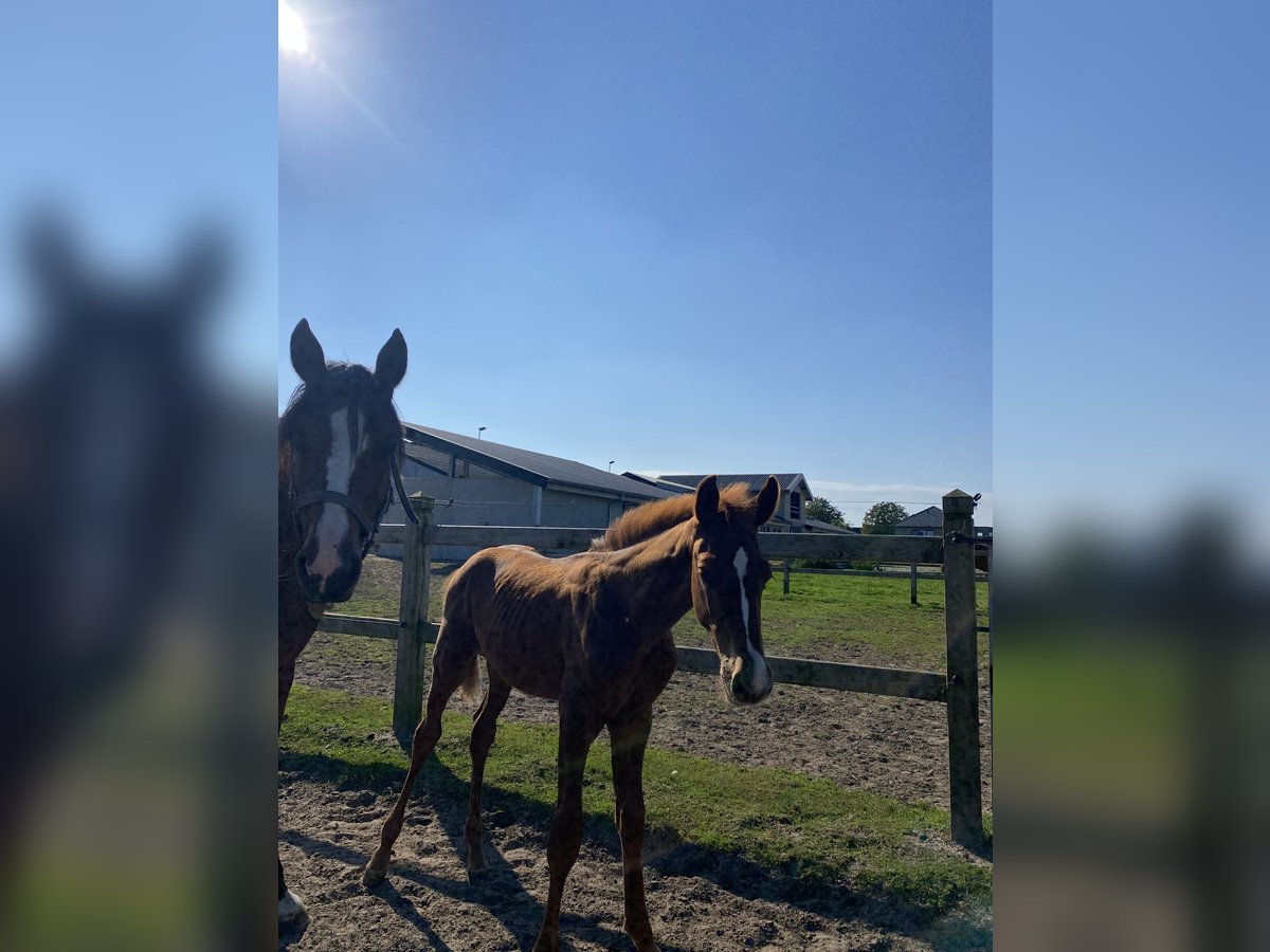 Belgiskt varmblod Hingst Föl (06/2024) fux in Sleidinge