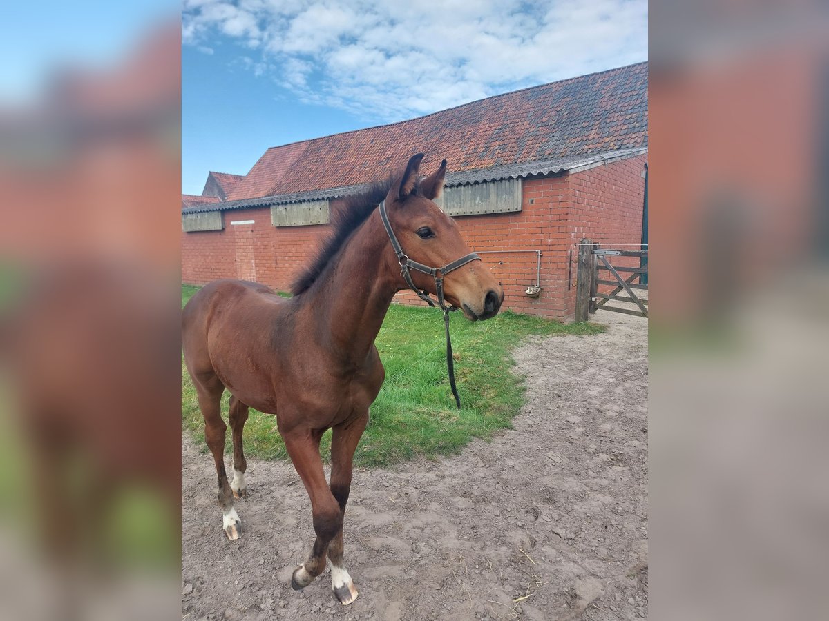 Belgiskt varmblod Hingst Föl (06/2024) Mörkbrun in Ursel