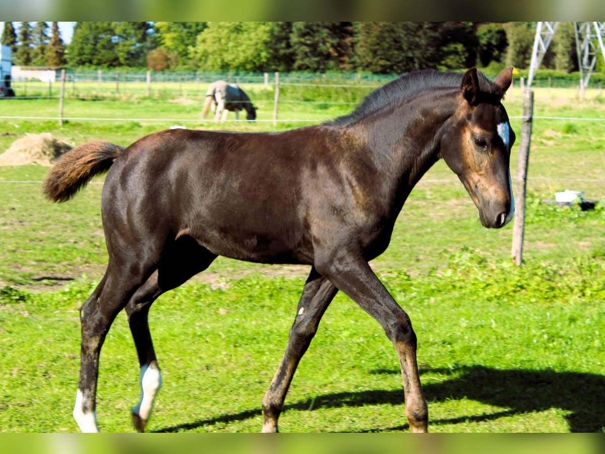 Belgiskt varmblod Hingst Föl (06/2024) Rökfärgad svart in Broechem