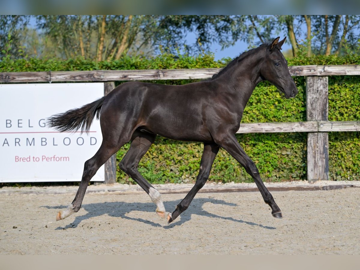 Belgiskt varmblod Hingst Föl (04/2024) Svart in Oud-Heverlee