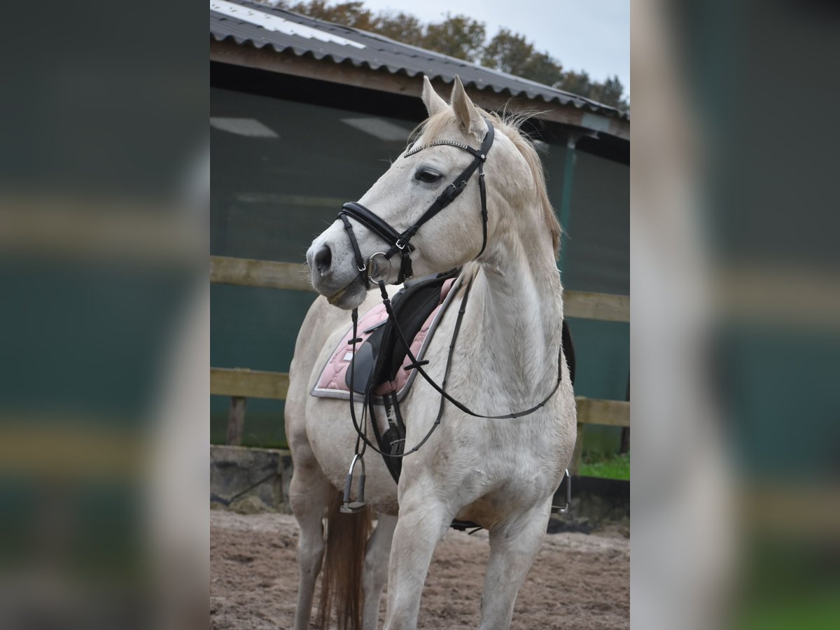 Belgiskt varmblod Sto 15 år 164 cm Vit in Achtmaal