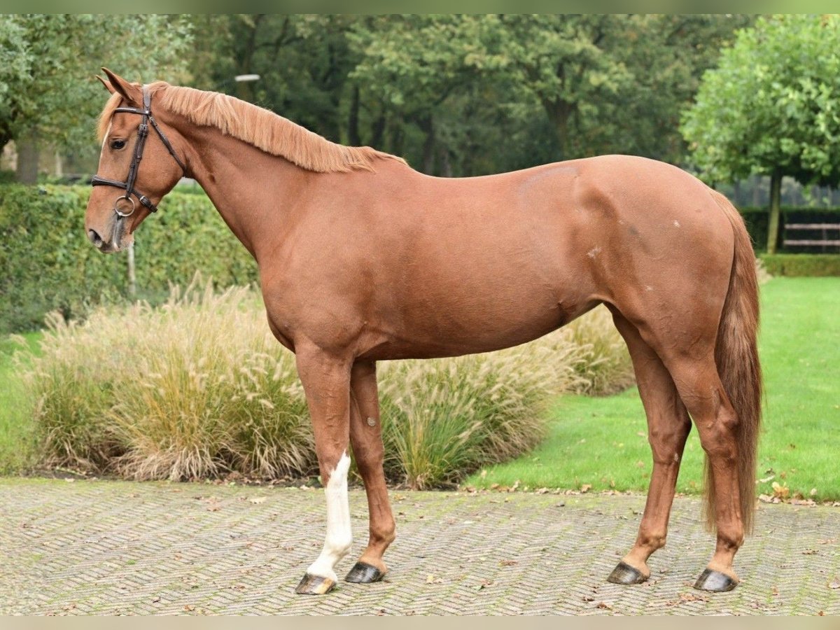 Belgiskt varmblod Sto 4 år 167 cm fux in Asten