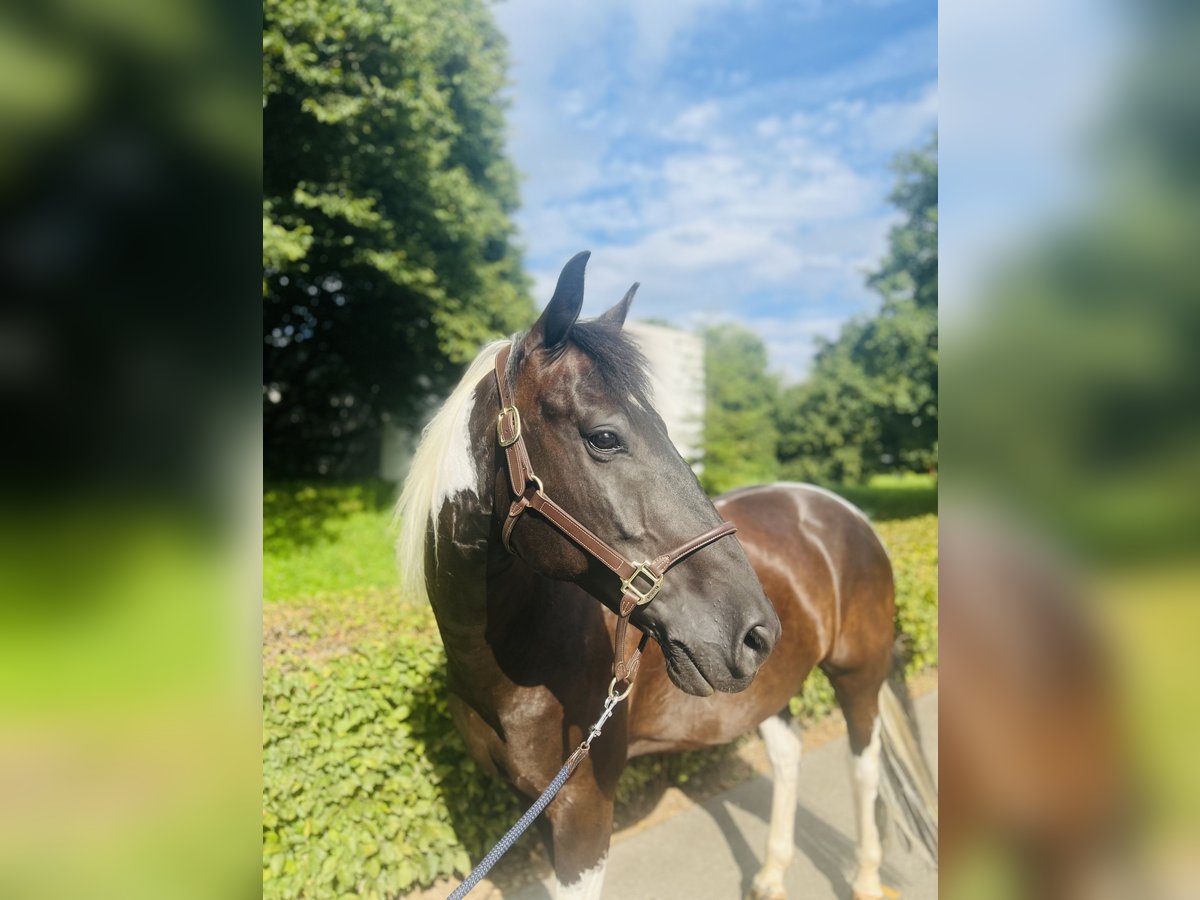 Belgiskt varmblod Valack 10 år 157 cm Pinto in Dietikon