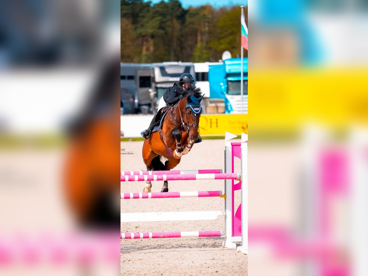 Belgiskt varmblod Valack 17 år 172 cm Brun in WietzeWietze