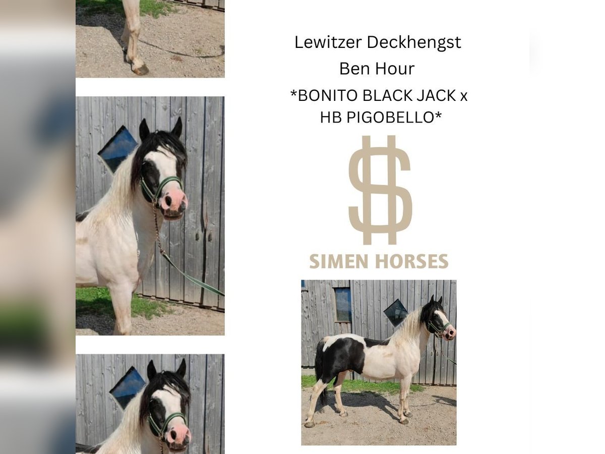 BEN HOUR Lewitzer Mix Stallion Pinto in Steinen